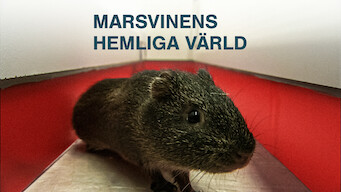 Marsvinens hemliga värld (2013)