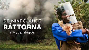 De minröjande råttorna i Moçambique (2008)