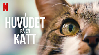 I huvudet på en katt (2022)