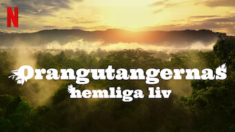 Orangutangernas hemliga liv (2024)