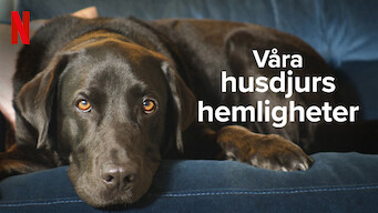 Våra husdjurs hemligheter (2022)